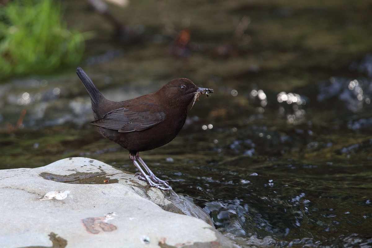 Brown Dipper - ML386907341