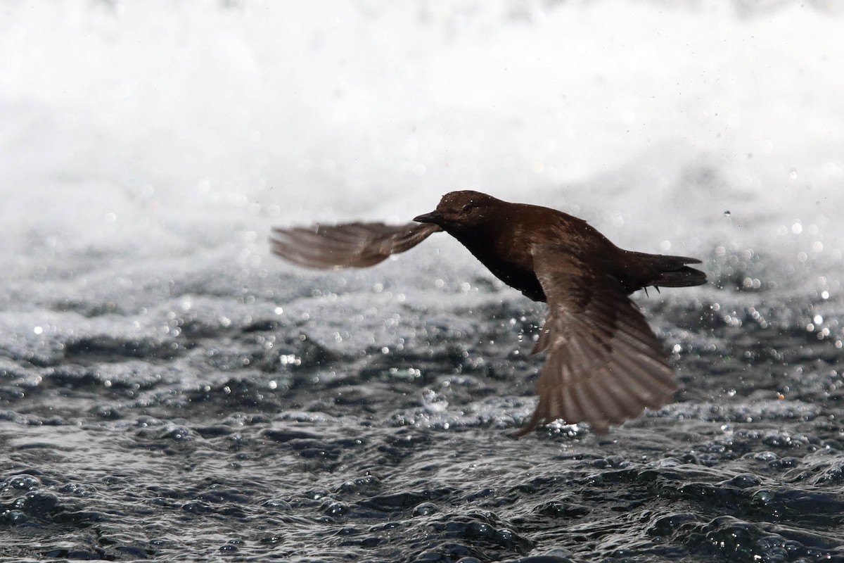 Brown Dipper - ML386907391