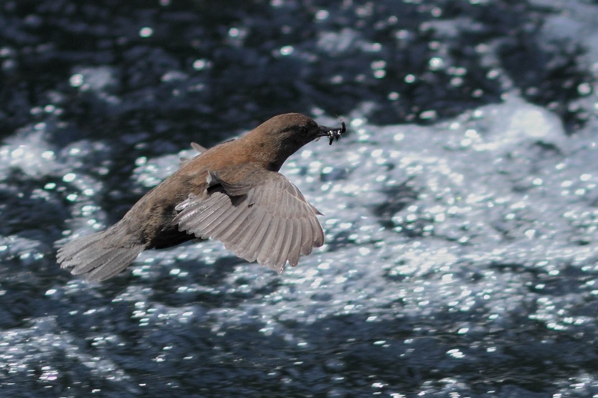 Brown Dipper - ML386907401