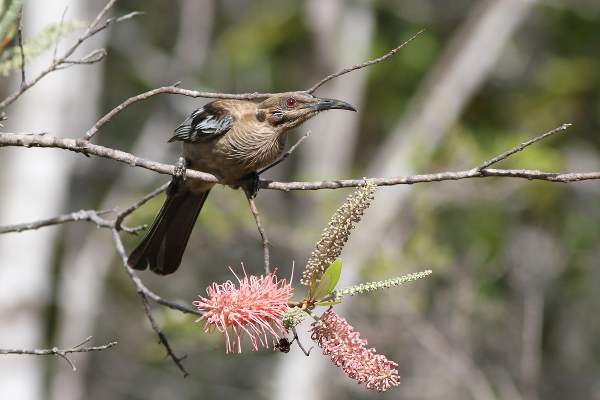 New Caledonian Friarbird - Chris Wiley
