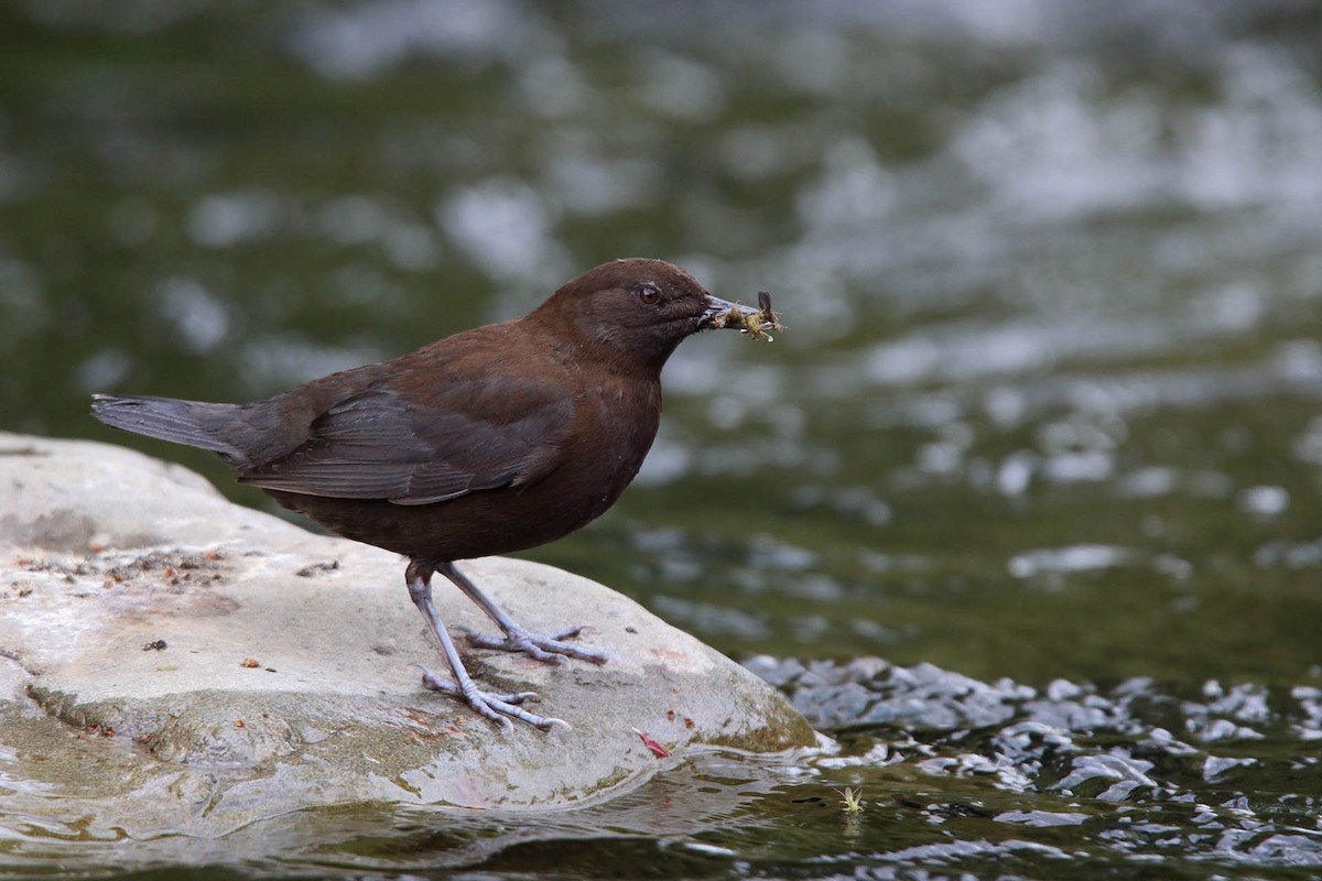 Brown Dipper - ML386907741