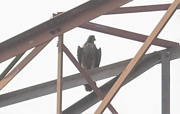 Peregrine Falcon - Zaber Ansary -BirdingBD Tours