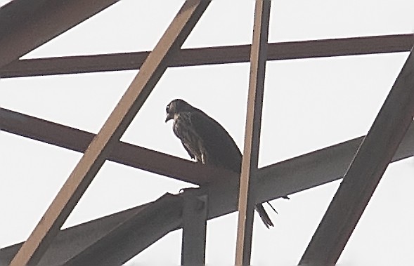 Peregrine Falcon - Zaber Ansary -BirdingBD Tours