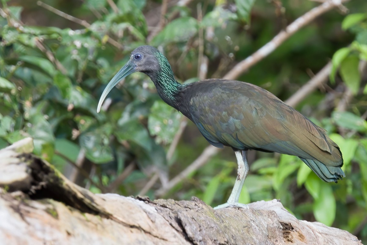 Green Ibis - Arthur Grosset