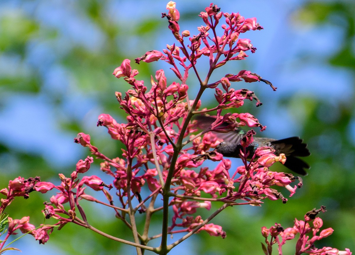 kolibřík safírový - ML386910201