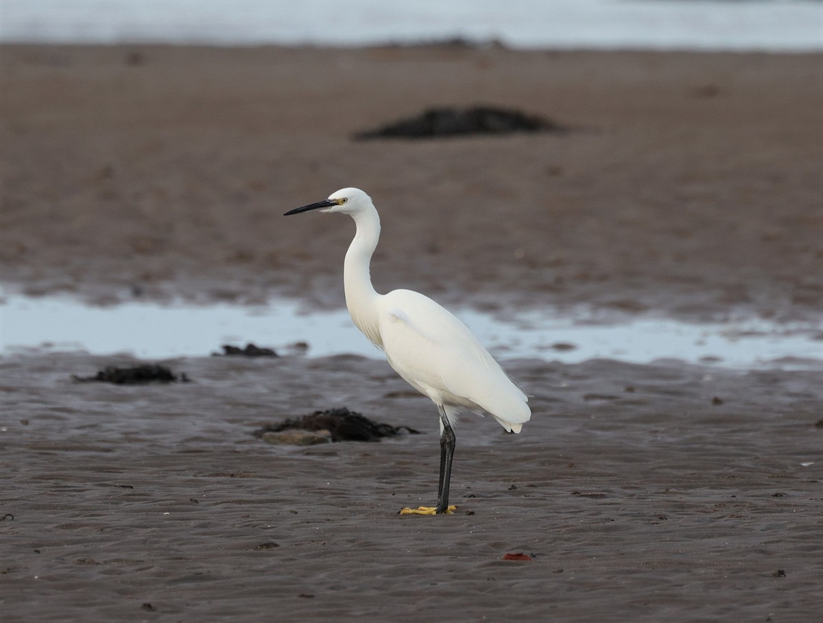 Little Egret - Paul Wheatland