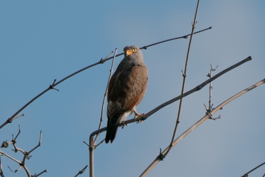 Rufous-winged Buzzard - ML386910401