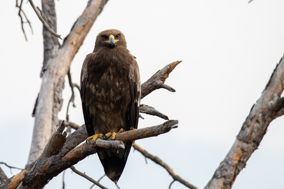 Steppe Eagle - ML386910881