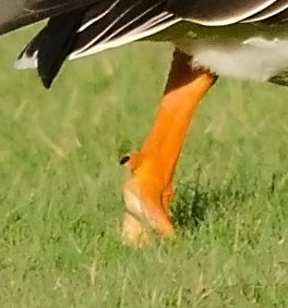 Tundra Bean-Goose - ML38691191