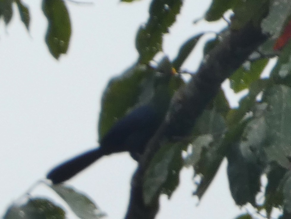 Yellow-billed Turaco (Verreaux's) - ML386911941