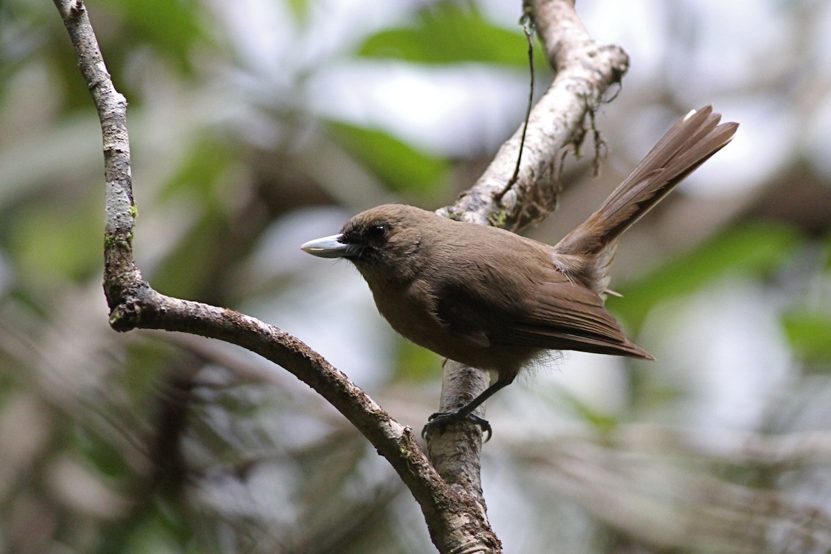 Southern Shrikebill - ML38691201