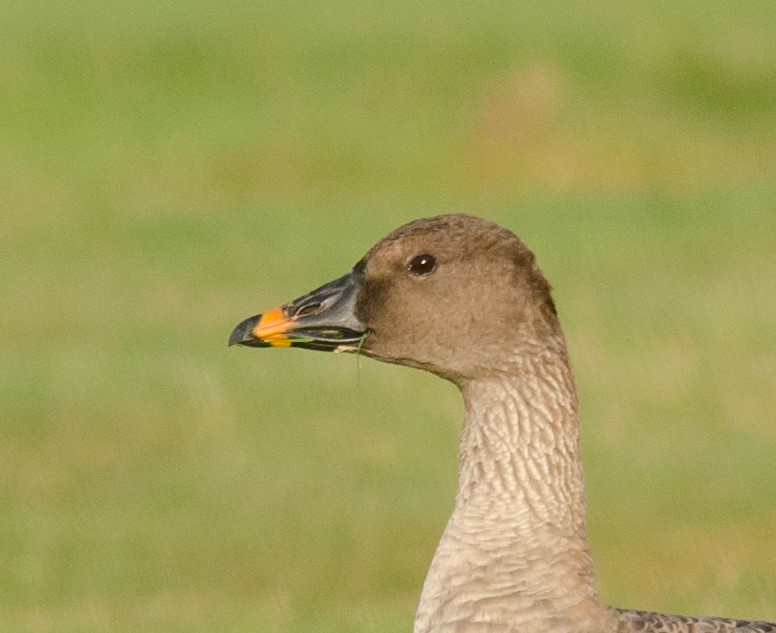 Tundra Bean-Goose - ML38691211