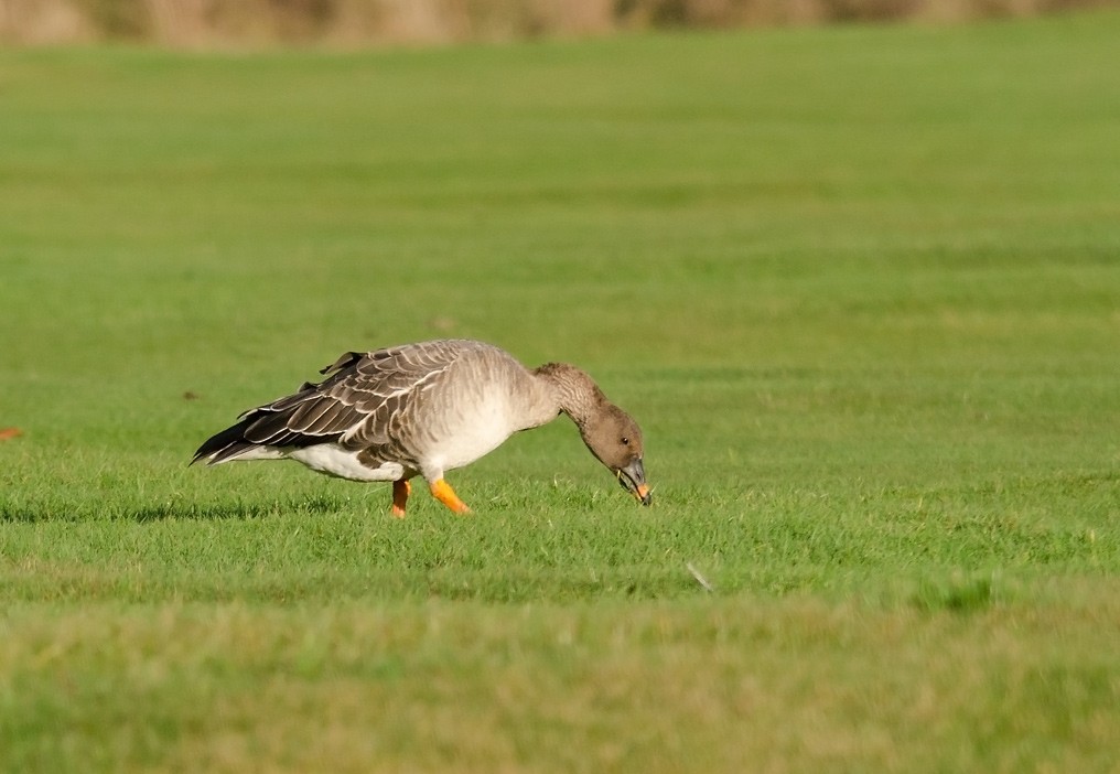 Tundra Bean-Goose - ML38691231