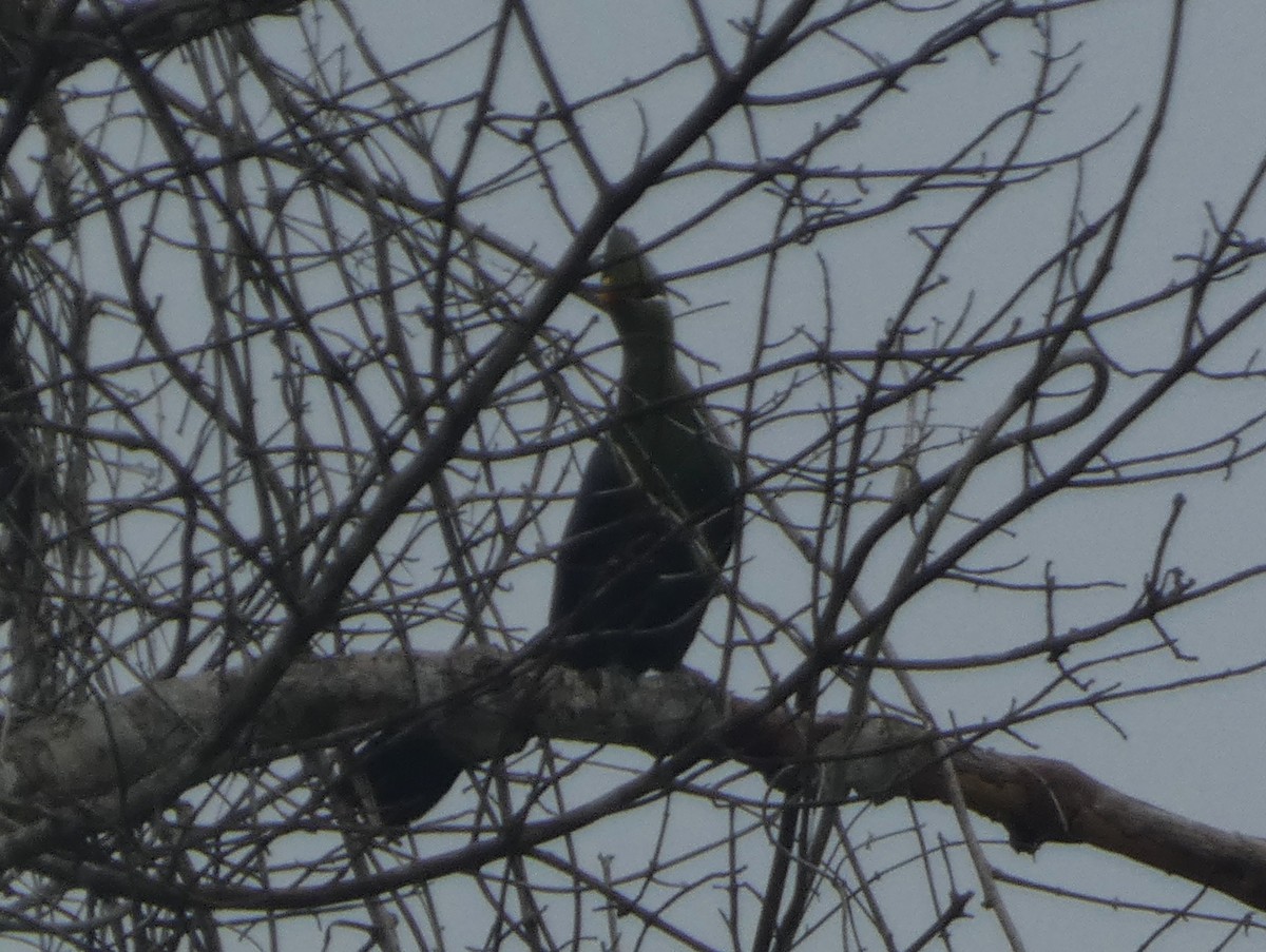 Turaco Piquigualdo (verreauxii) - ML386912321