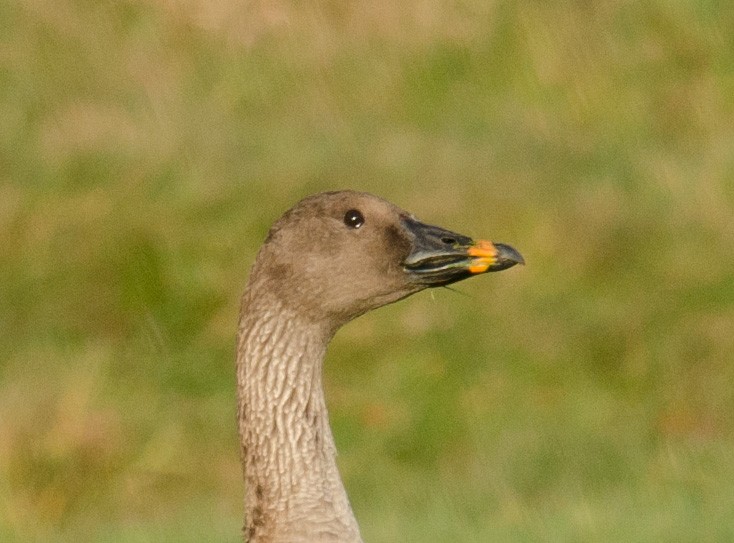 Tundra Bean-Goose - ML38691241