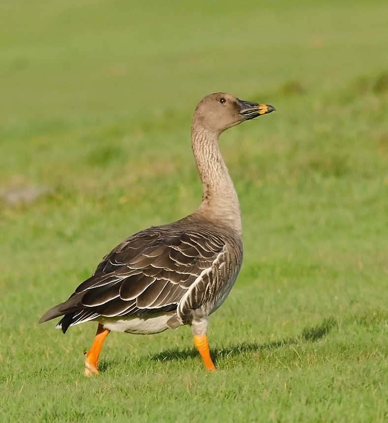 Tundra Bean-Goose - ML38691251