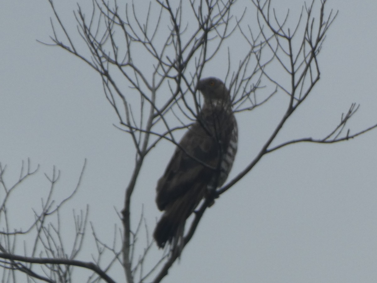 European Honey-buzzard - Tony King