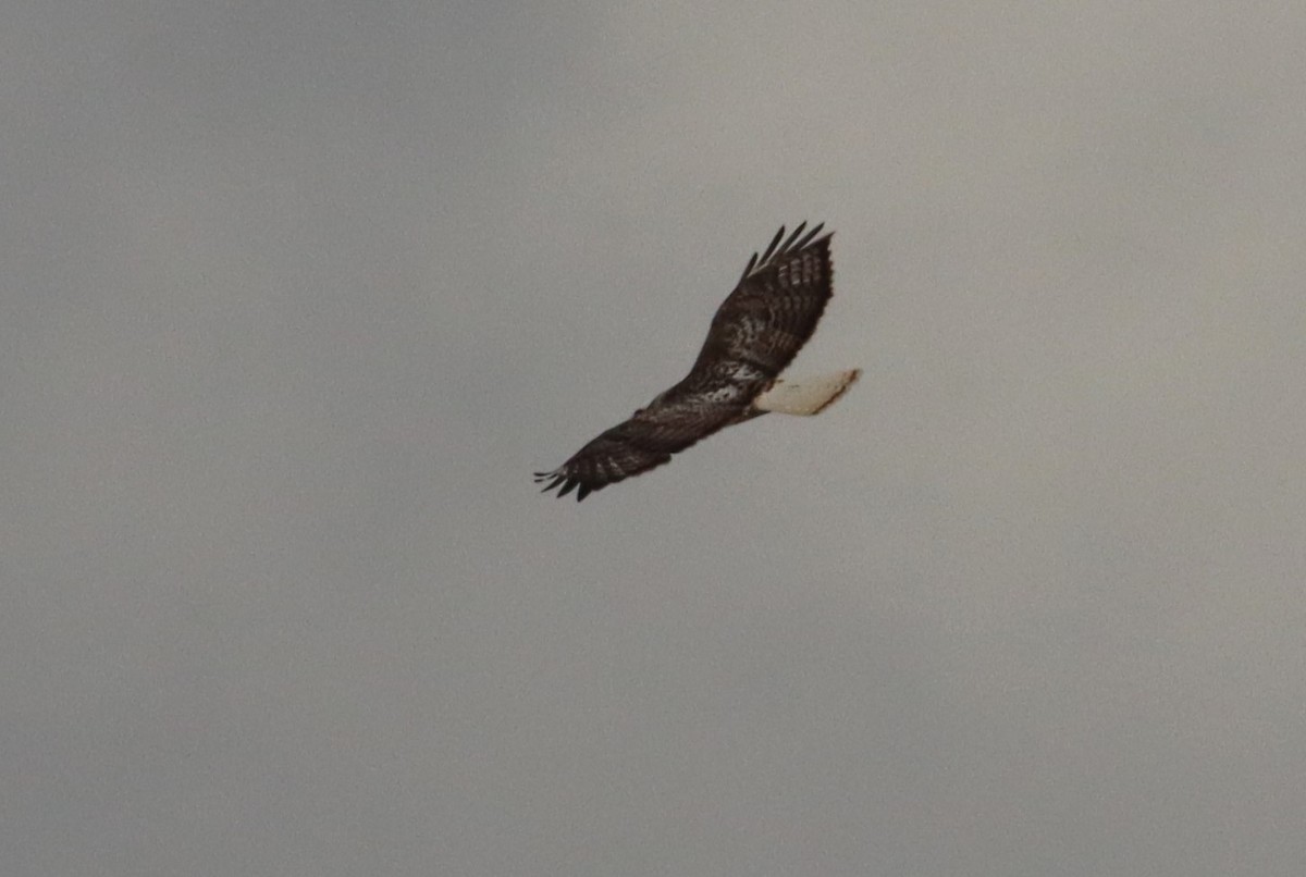 Red-tailed Hawk (Krider's) - ML386914691