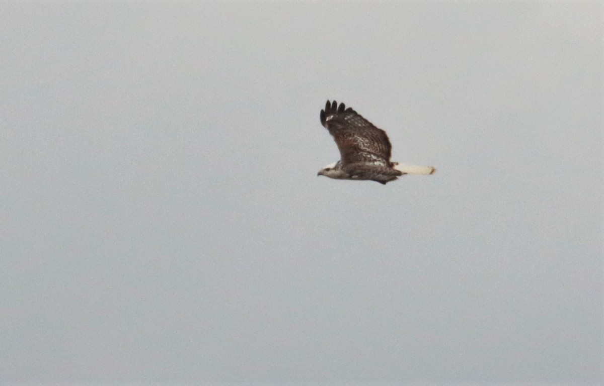 Red-tailed Hawk (Krider's) - ML386914701