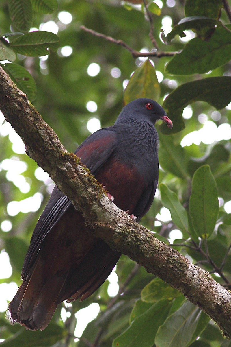 eBird Checklist - 6 Dec 2014 - Parc de la Rivière Bleue (Blue River NP ...