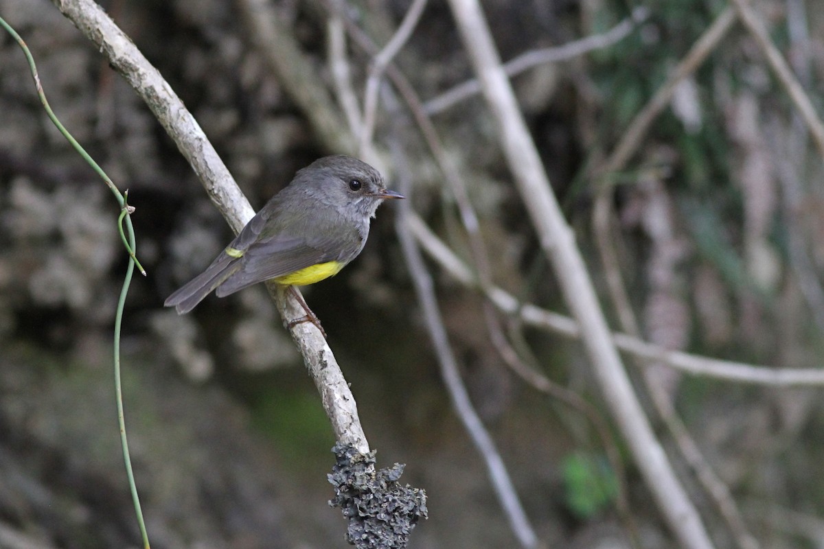 Yellow-bellied Flyrobin - ML38691681