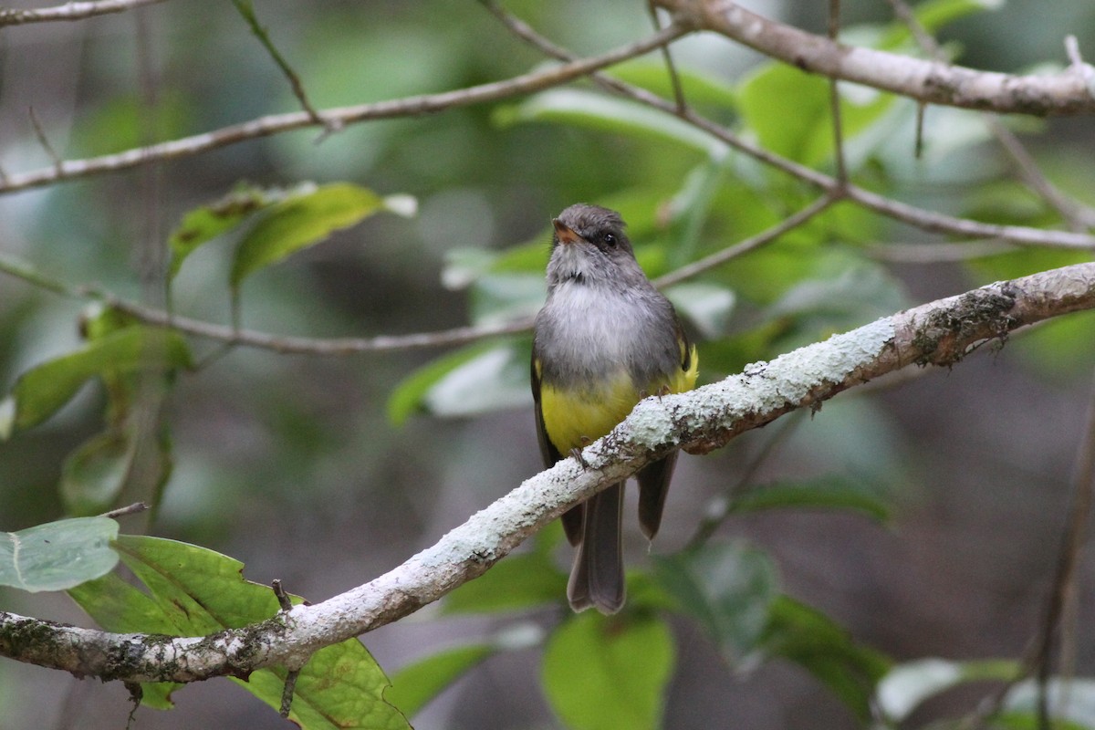 Yellow-bellied Flyrobin - ML38691691