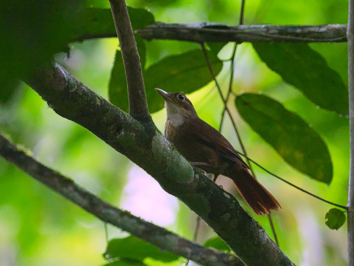 Ochre-throated Foliage-gleaner - Eric Carpenter