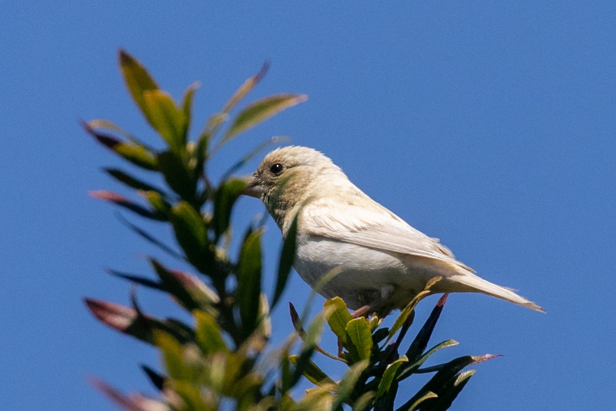 Camachuelo Purpúreo (californicus) - ML386918611