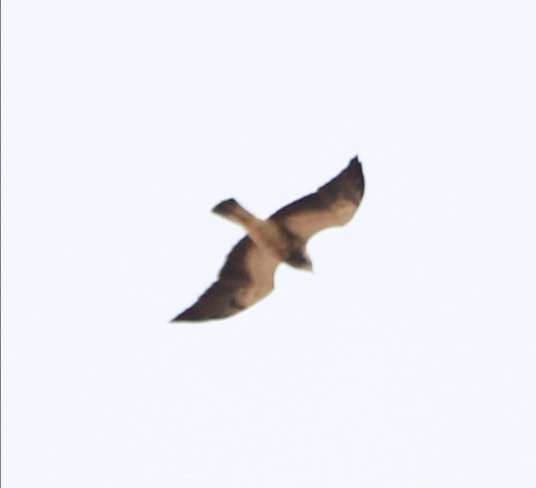 Swainson's Hawk - Paul 🐈🔭🦜 Rodríguez @elpuma