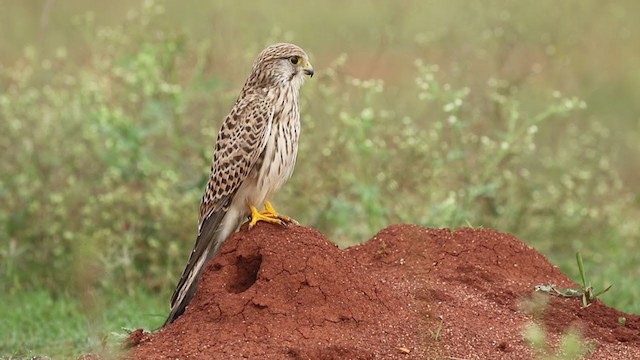 Eurasian Kestrel - ML386920831