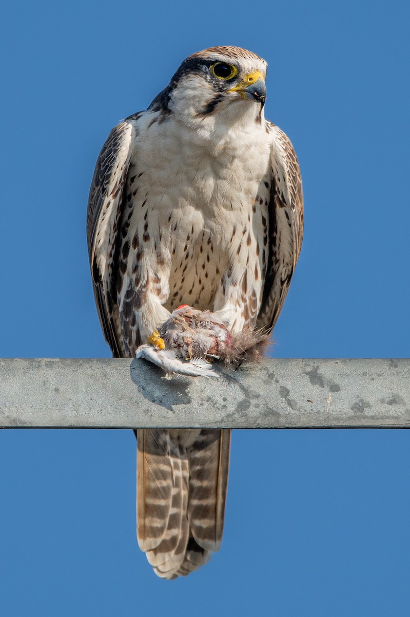 Falco laggar - ML386921001