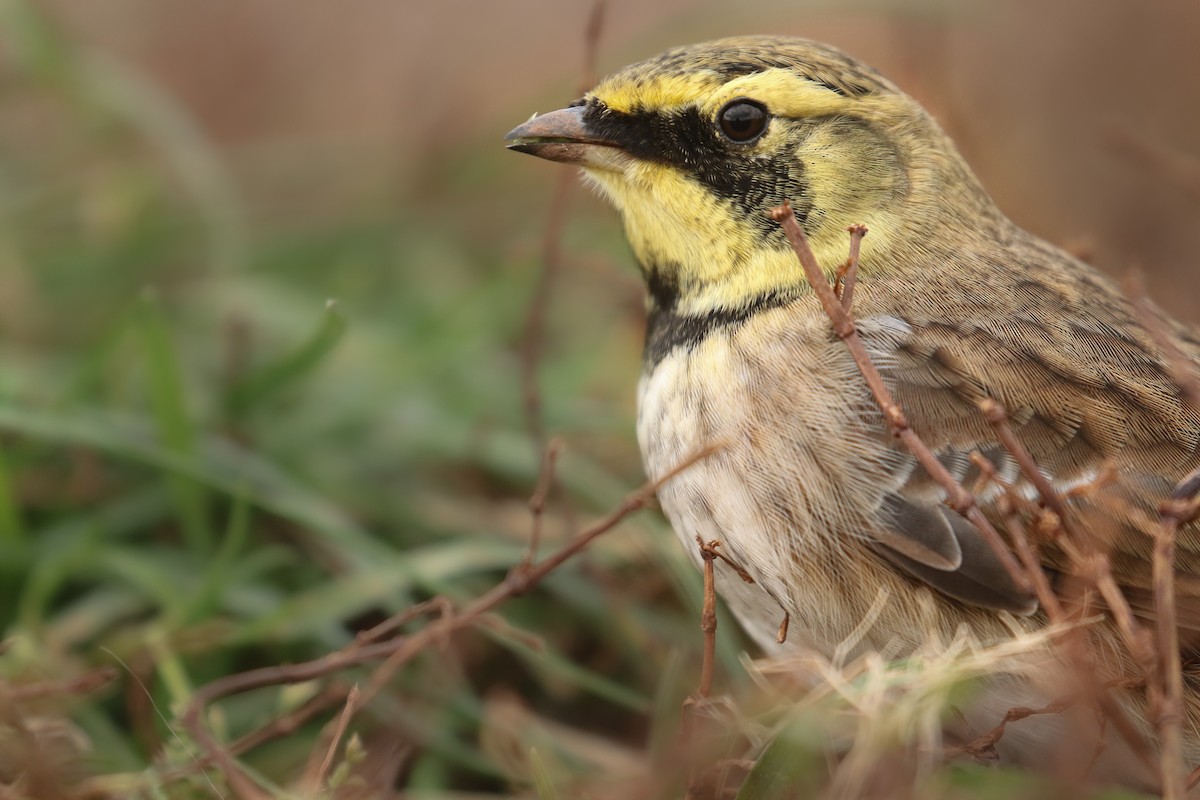 Horned Lark - Frank Thierfelder