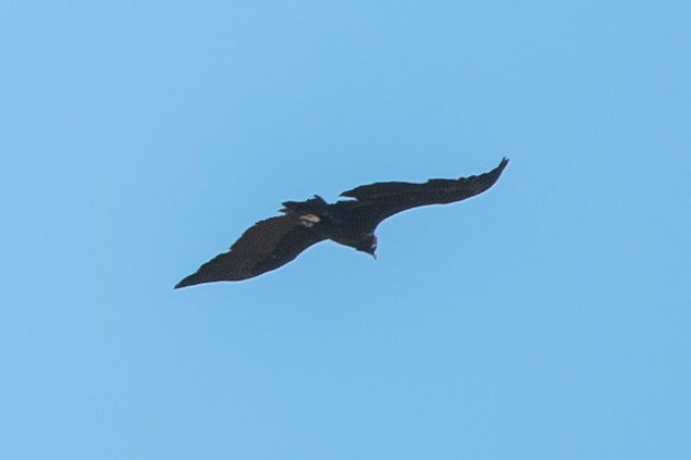 Cinereous Vulture - ML386922691