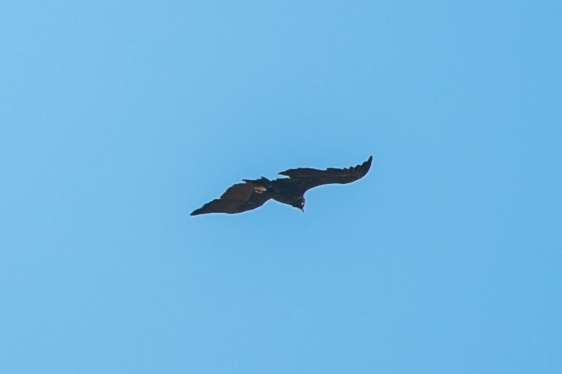 Cinereous Vulture - ML386922711