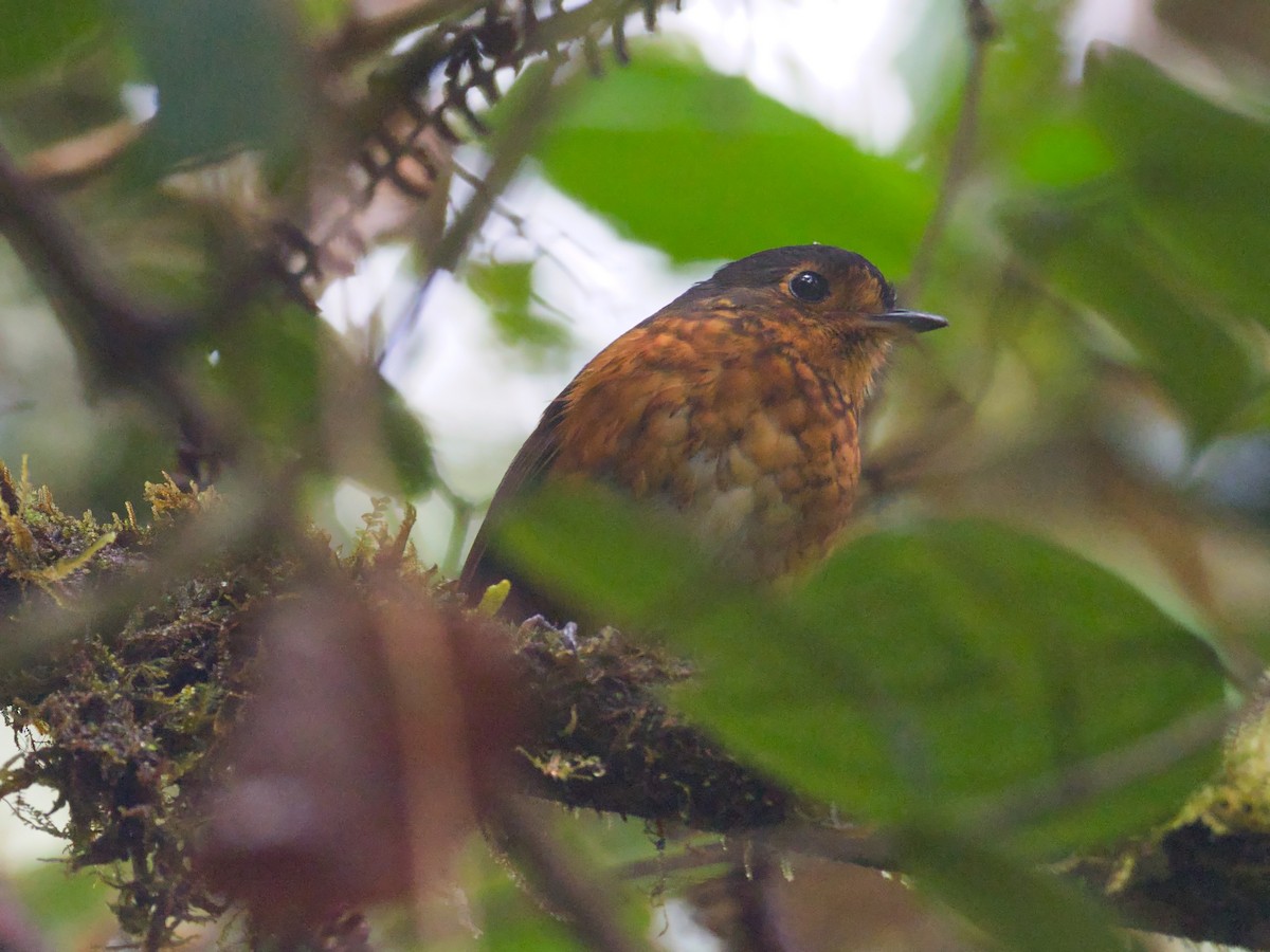 Slate-crowned Antpitta - ML386923591