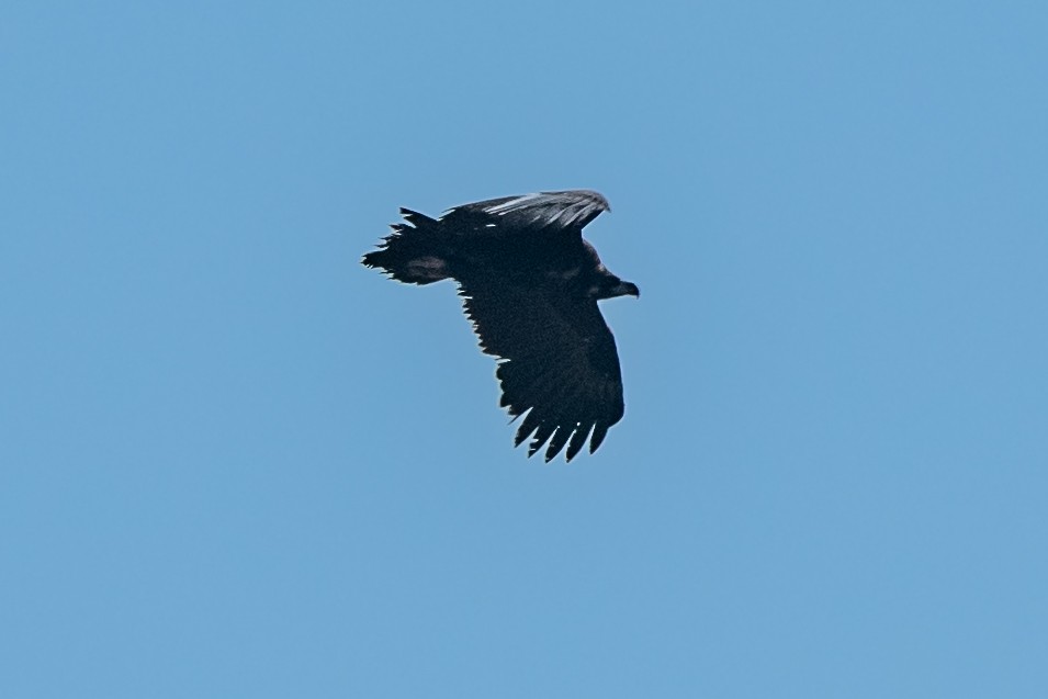 Cinereous Vulture - ML386924271