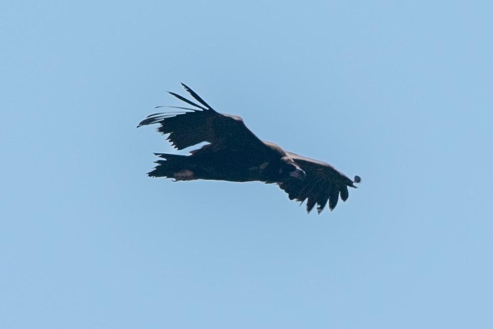 Cinereous Vulture - ML386924281