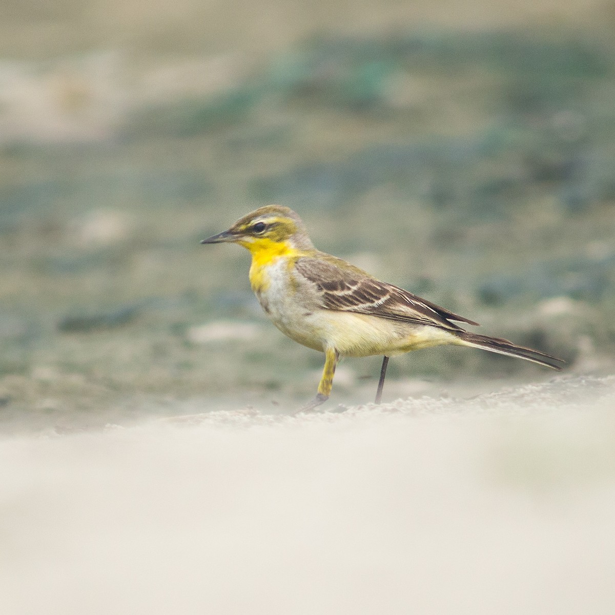 Western Yellow Wagtail - ML386924621