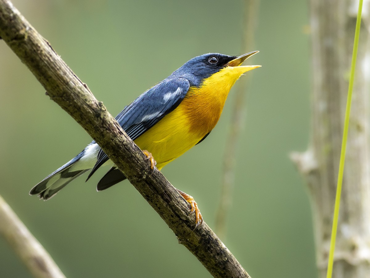Tropical Parula - Andres Vasquez Noboa