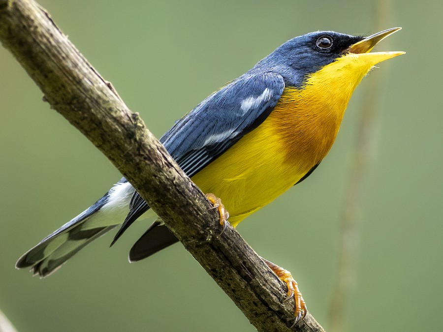 Tropical Parula - New Zealand Bird Atlas