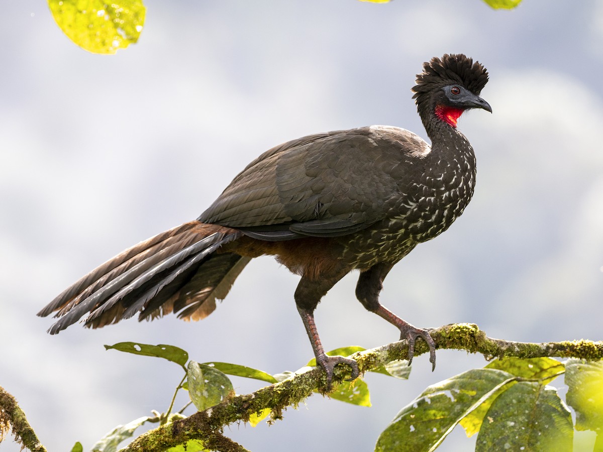 Crested Guan - Andres Vasquez Noboa