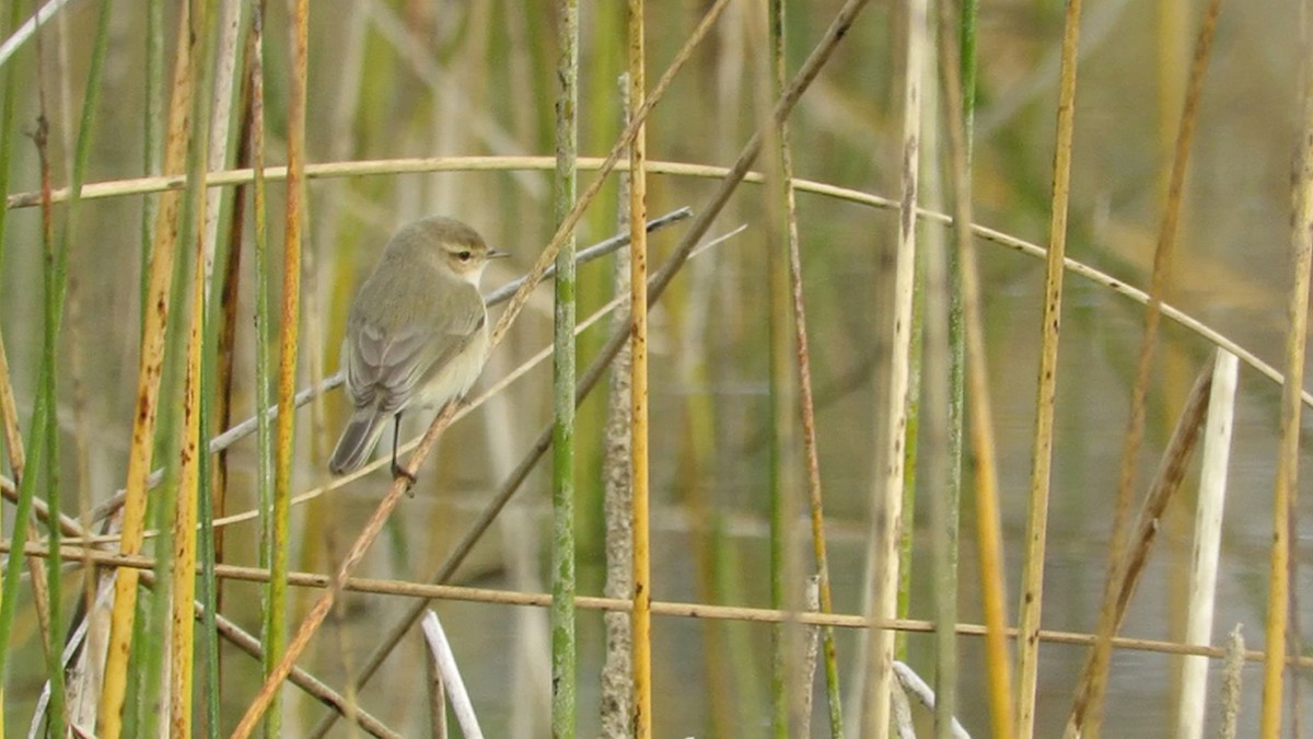 嘰喳柳鶯(tristis) - ML386925831