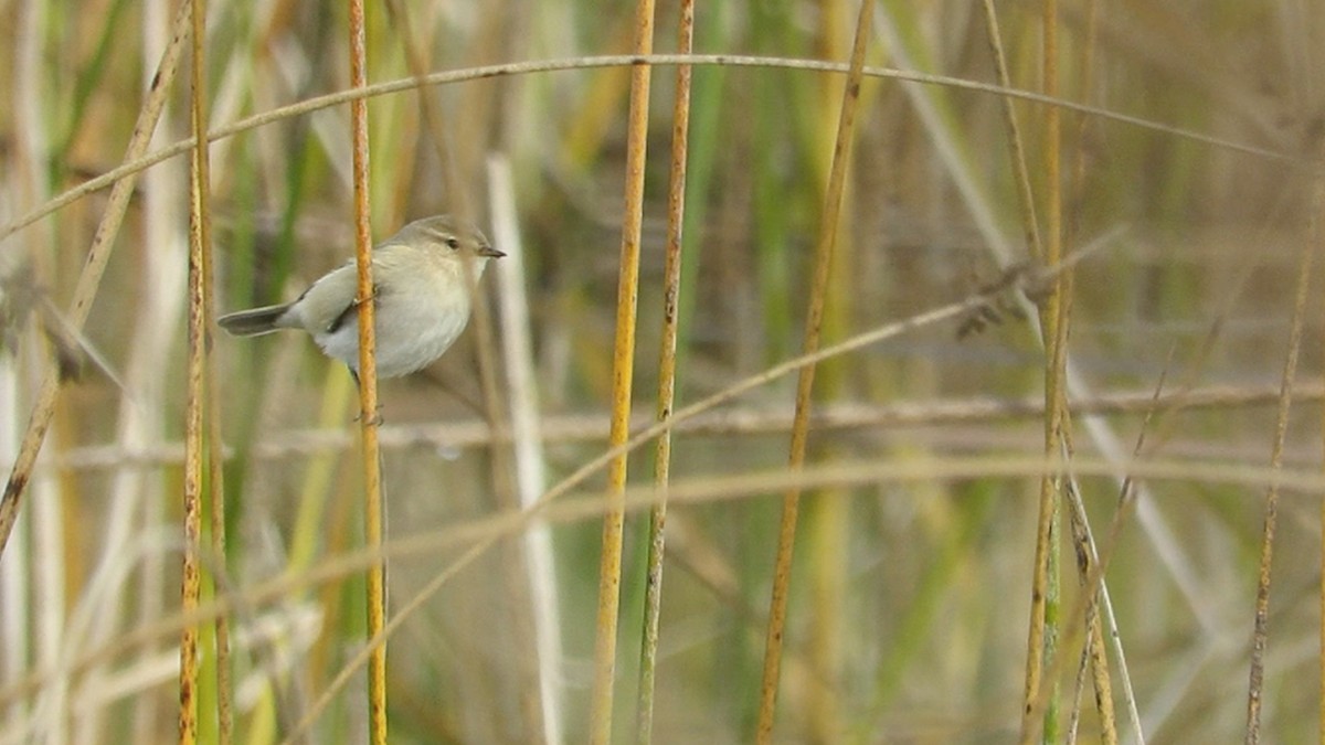 Common Chiffchaff (Siberian) - ML386925841