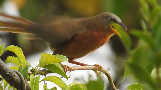 Rufous Babbler - ML386926821