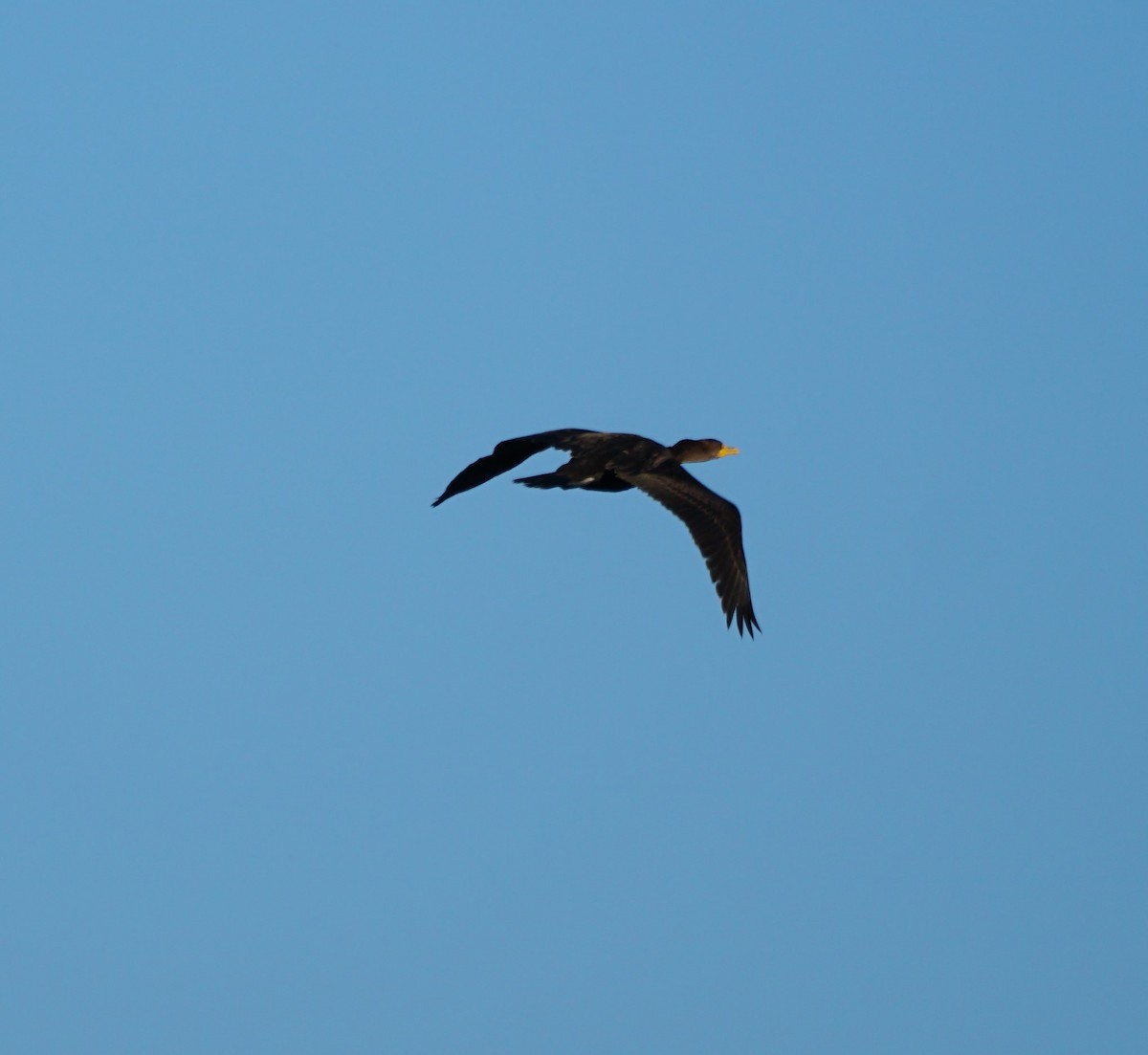 Double-crested Cormorant - Cindy & Gene Cunningham