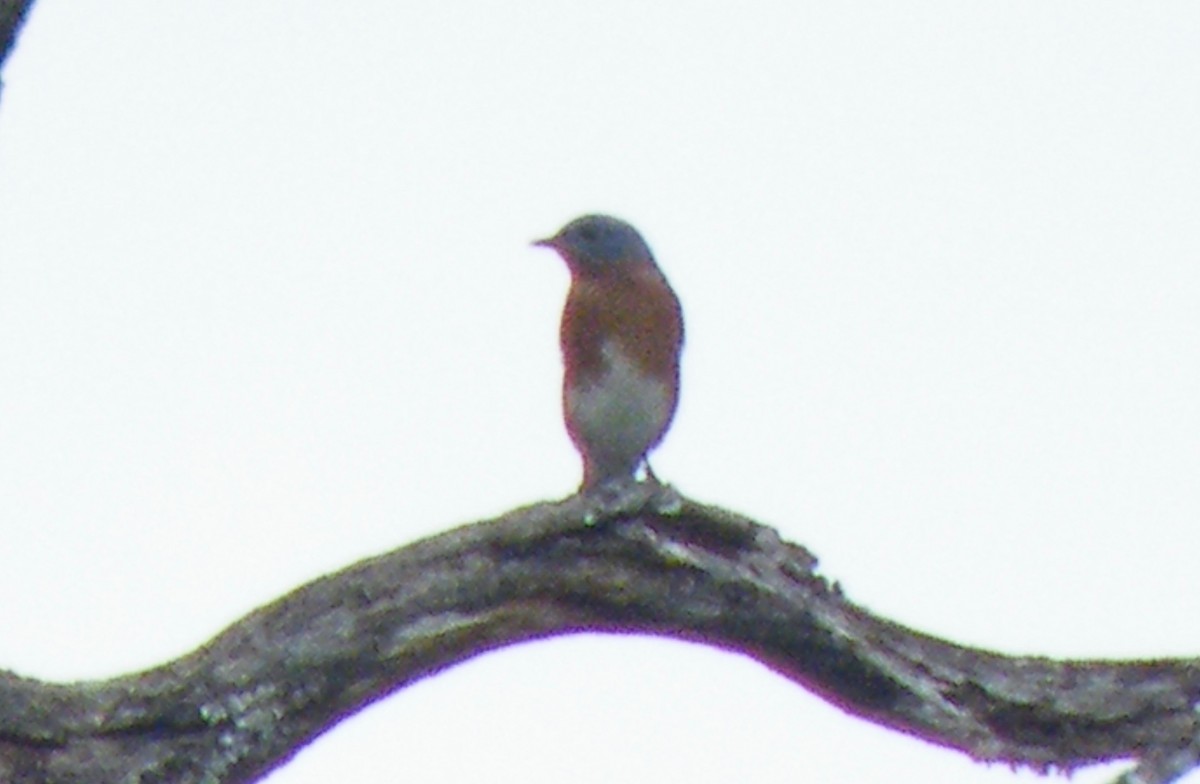 Eastern Bluebird - ML386927891