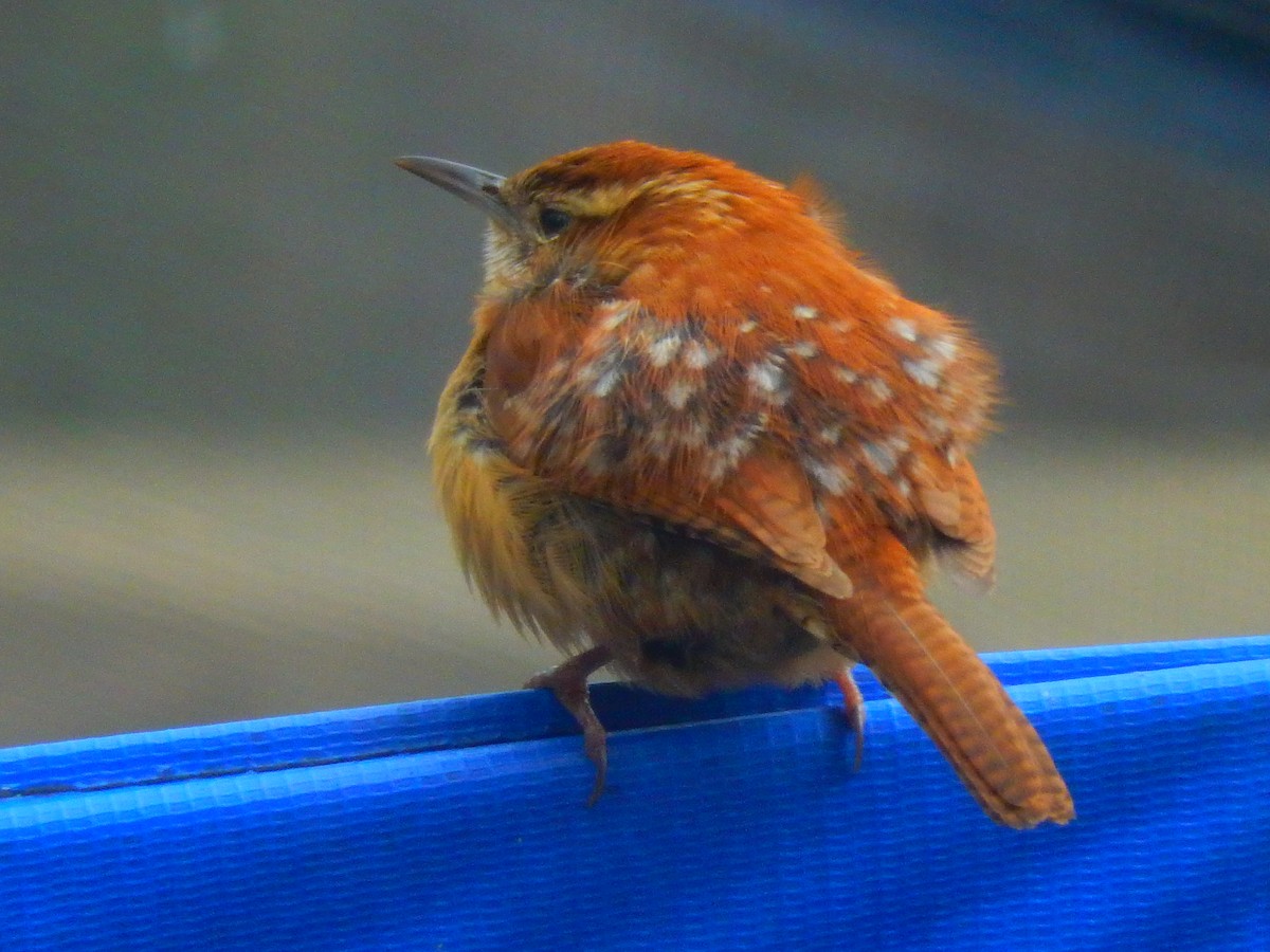 Carolina Wren - Eric Cormier