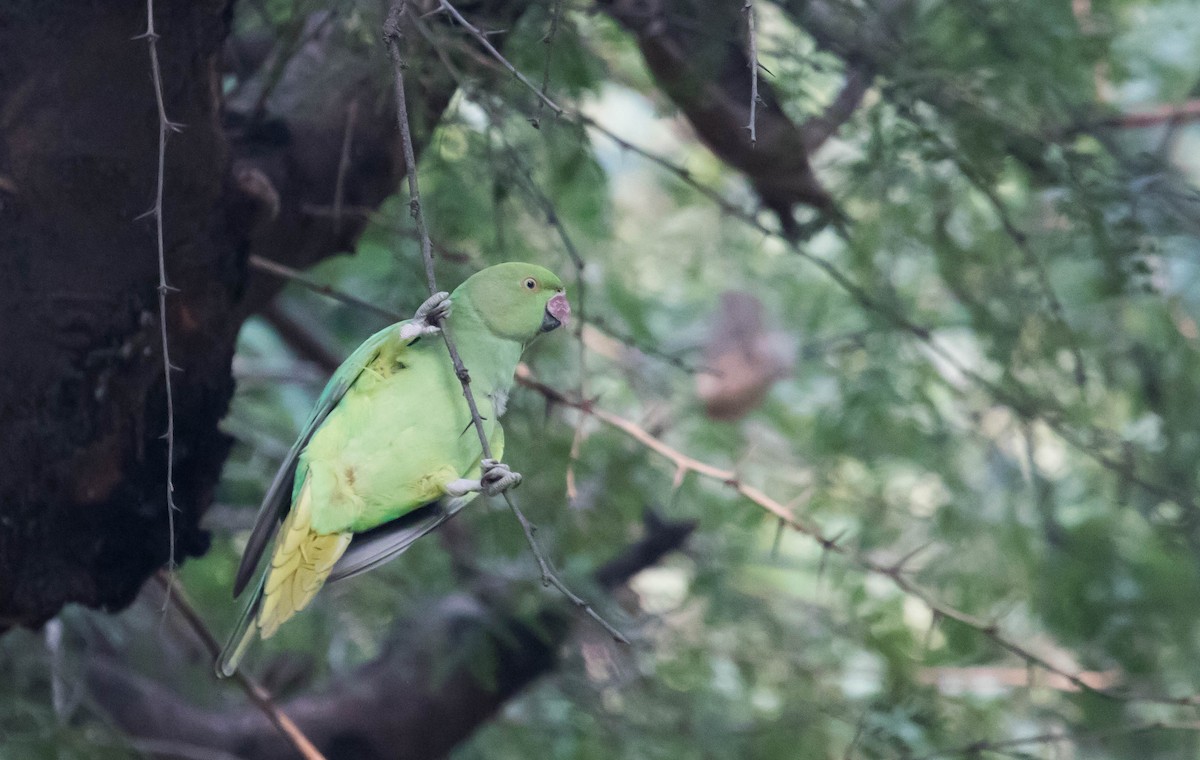 Rose-ringed Parakeet - ML386929781