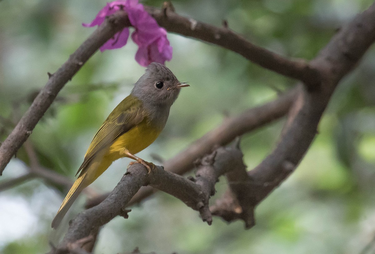 Gray-headed Canary-Flycatcher - ML386929931