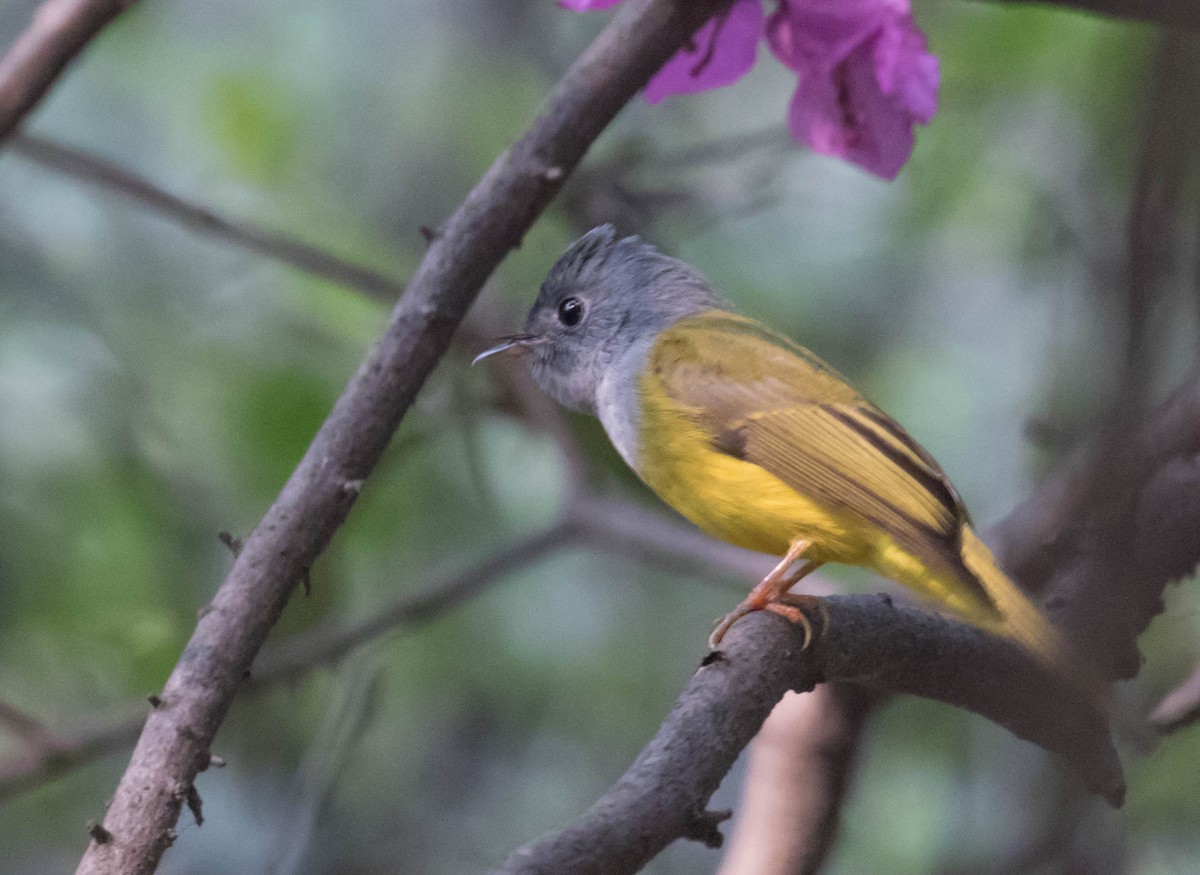 Gray-headed Canary-Flycatcher - ML386930061